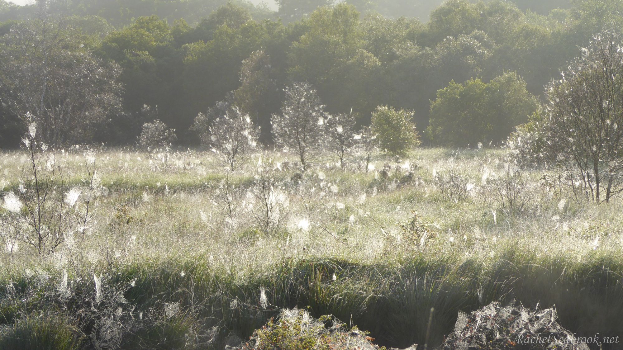 Cobweb cloutie trees